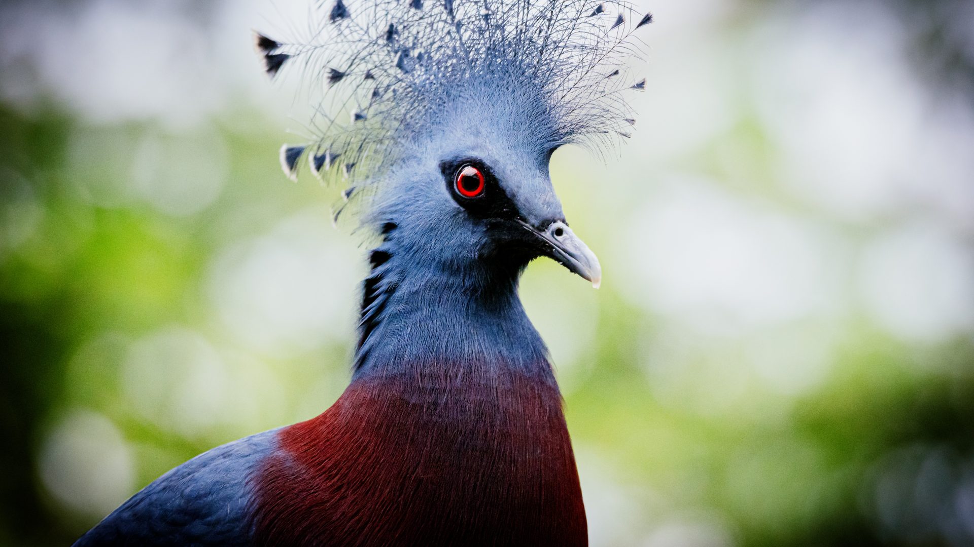 La paloma coronada, un gran pájaro parecido a una paloma con una cresta azul brillante.